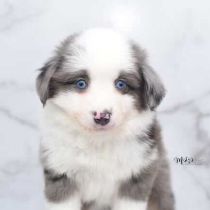 Mini / Toy Australian Shepherd Puppy Windsor