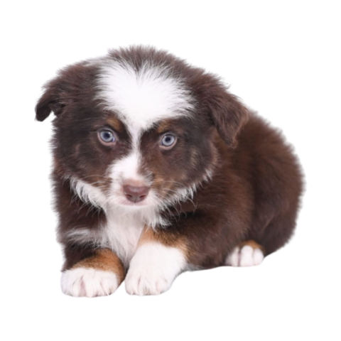 Raising a Mini Aussie: BEST Toys for mini and toy aussie puppies!