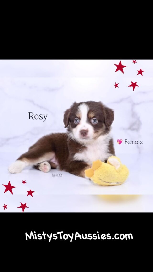 Toy & Mini Aussie Puppy Breeder in Michigan